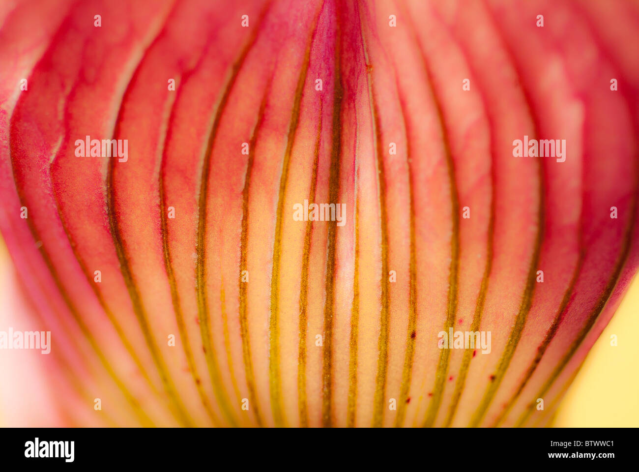 Abstract closeup of a HKR 405 Paph (Pulsar Big Kite x Robert`s Reward `Pinkie``, Paphiopedilum orchid Stock Photo